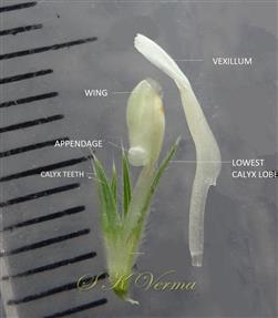  Floral parts